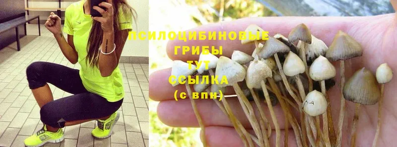 Галлюциногенные грибы Psilocybine cubensis  Межгорье 